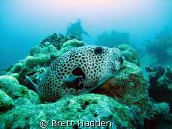 Giant Puffer  by Brett Hadden 